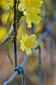 Gelsemium Sempervirens